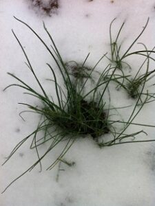 field-garlic-foraging